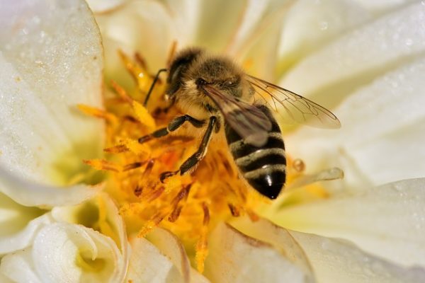 Schweizer Blütenhonig Honig Bienenhonig