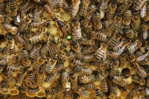 Bienen Bienenvolk Schweizer Honig